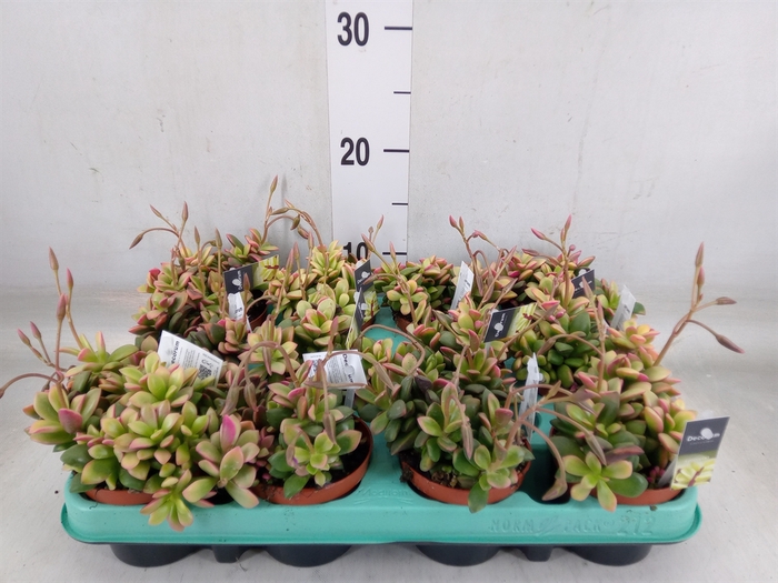 <h4>Succulents   ...</h4>