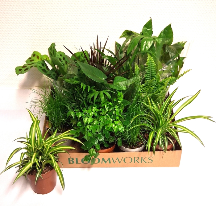 <h4>KAMERPL GEM OV</h4>