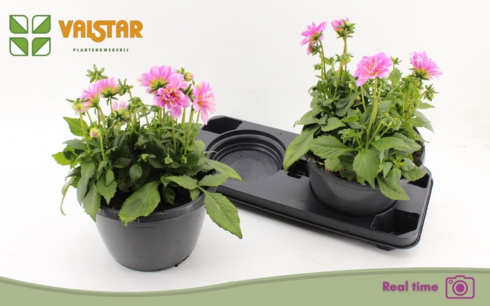 <h4>DAHL L ME DEEP PINK</h4>