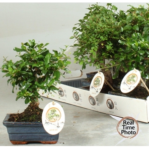 BONSAI GEM