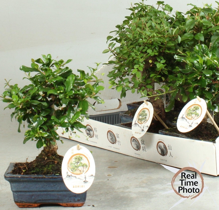 <h4>BONSAI GEM</h4>