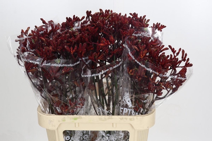 <h4>Anigozanthos Early Spring</h4>