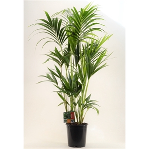 KENTIA - P24 H160 - 6PP (Howea forsteriana)