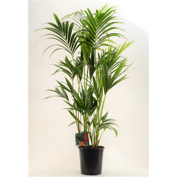 <h4>KENTIA - P24 H160 - 6PP (Howea forsteriana)</h4>