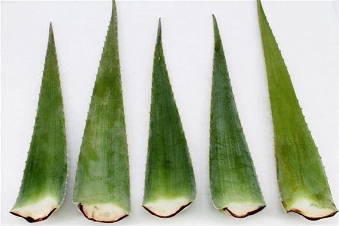 <h4>Aloe Vera</h4>