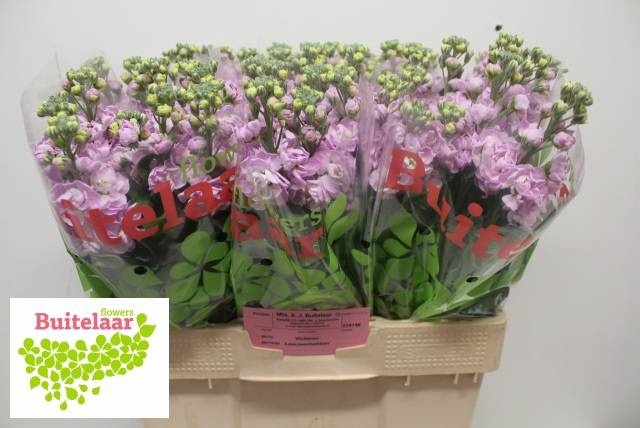 <h4>MATTH MATHILDA PINK</h4>