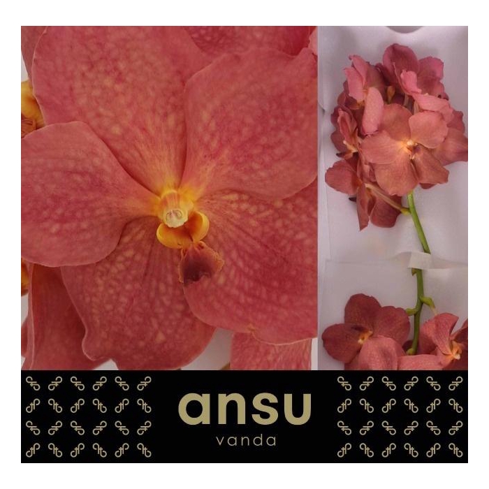 <h4>Vanda Ni Salmon</h4>