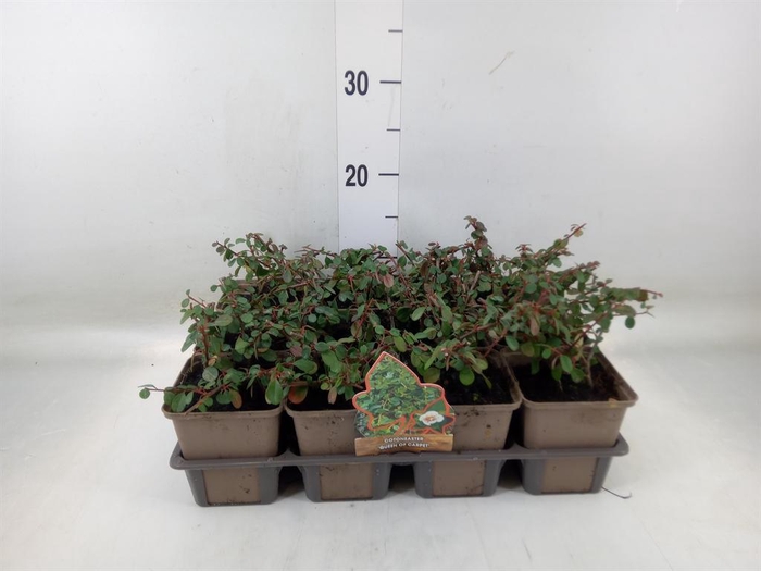 <h4>Hedera helix</h4>