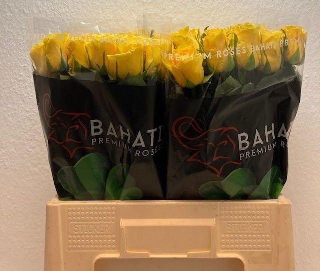 <h4>R GR RISE & SHINE</h4>