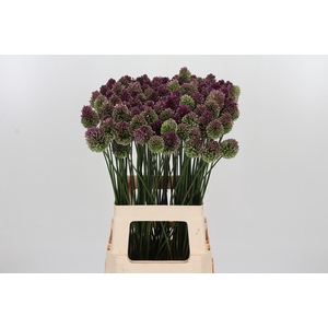 Allium Sphaerocephal (kogel)