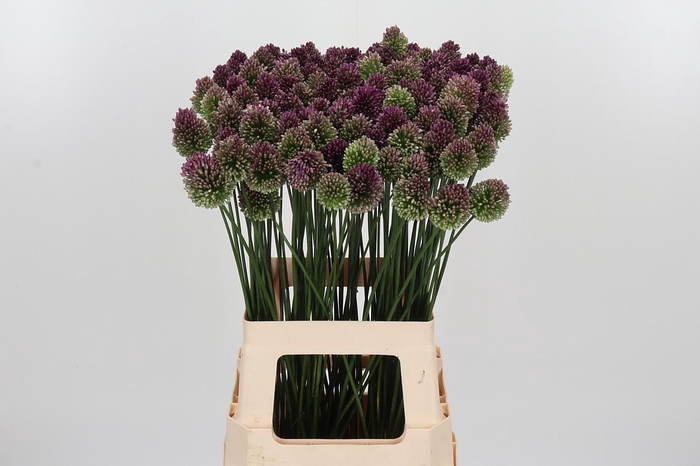 <h4>Allium Sphaerocephal (kogel)</h4>