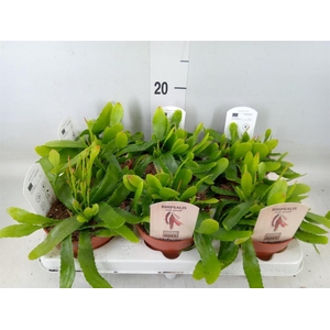 Rhipsalis   ...