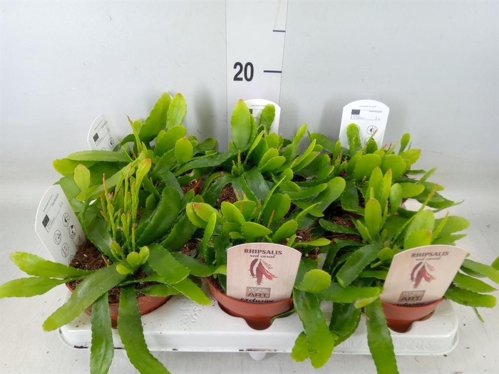 <h4>Rhipsalis   ...</h4>