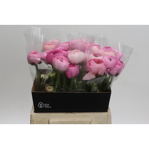 Ranunculus Amandine Pink