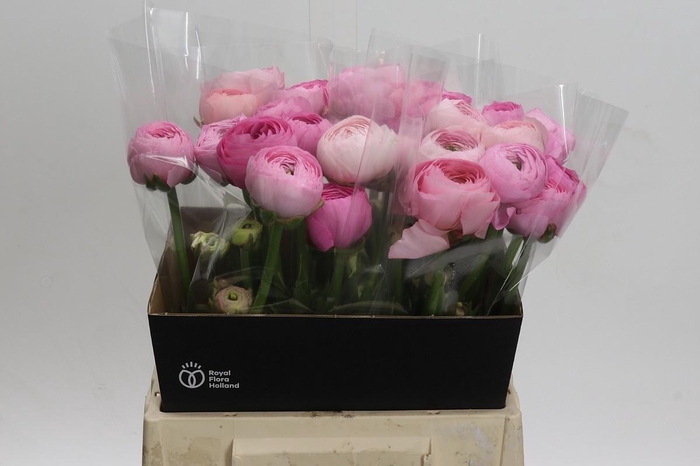 <h4>Ranunculus Amandine Pink</h4>