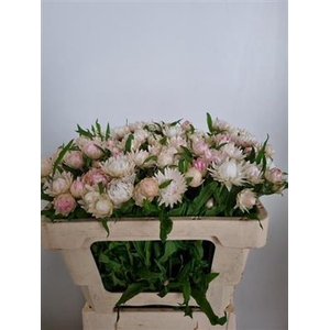 DROOG HELICHRYSUM WIT