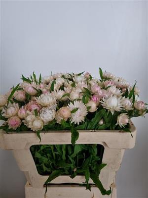 <h4>DROOG HELICHRYSUM WIT</h4>