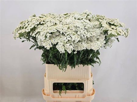 <h4>Achil M White Beauty</h4>