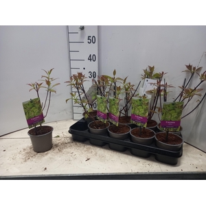 CORN ALB KESSELRINGI