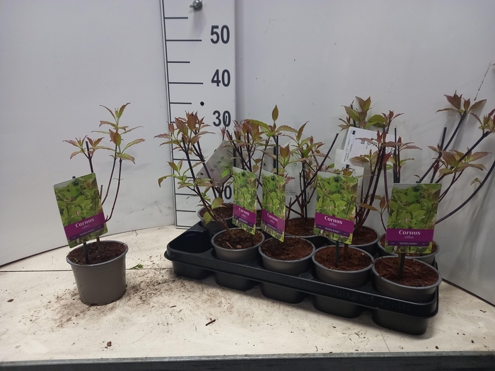 <h4>CORN ALB KESSELRINGI</h4>