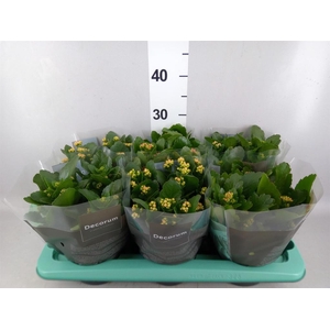 Kalanchoe blos.   ..rosebud mix  4