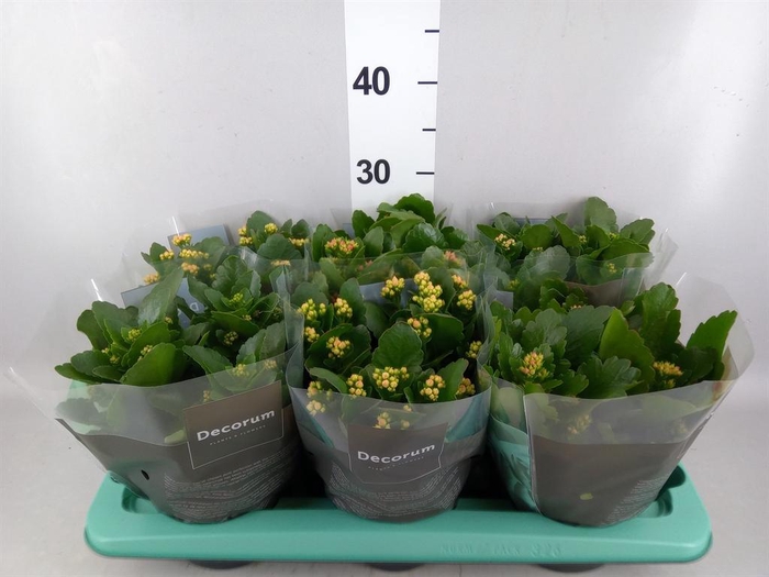 <h4>Kalanchoe blos.   ..rosebud mix  4</h4>