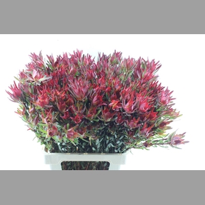 Leucad Sal Blush Xxl