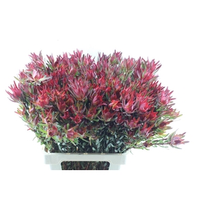 Leucad Sal Blush Xxl