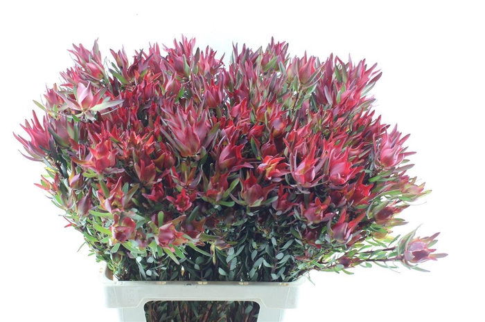 <h4>Leucad Sal Blush Xxl</h4>