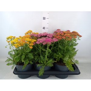 Achillea millef.