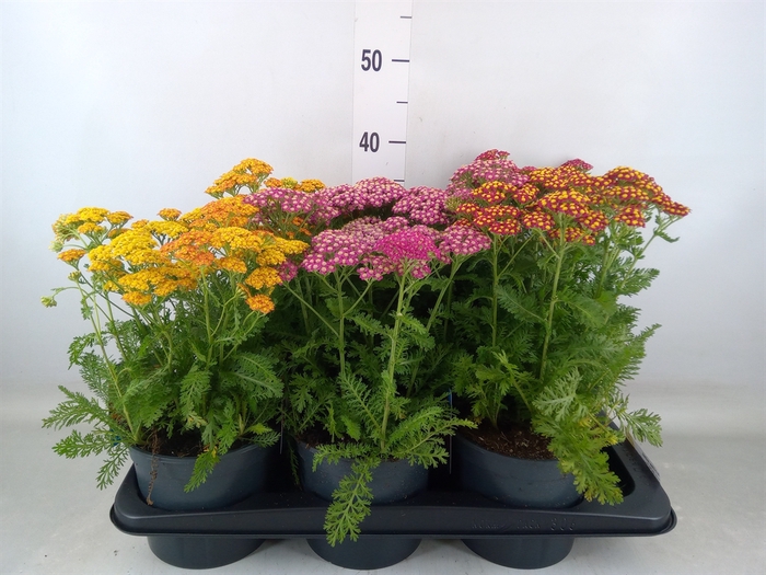 <h4>Achillea millef.</h4>