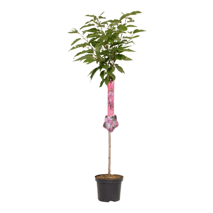 <h4>Prunus serrulata 'Kanzan' 60ST</h4>