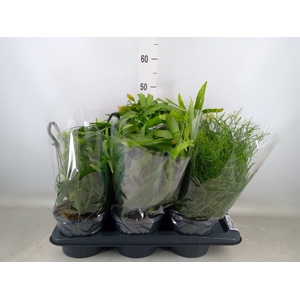 Rhipsalis   ...mix