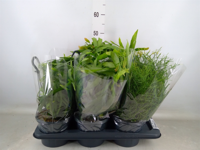 <h4>Rhipsalis   ...mix</h4>
