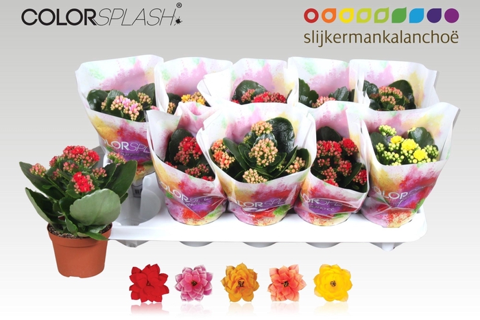 <h4>KAL GE GEM 5 KL</h4>