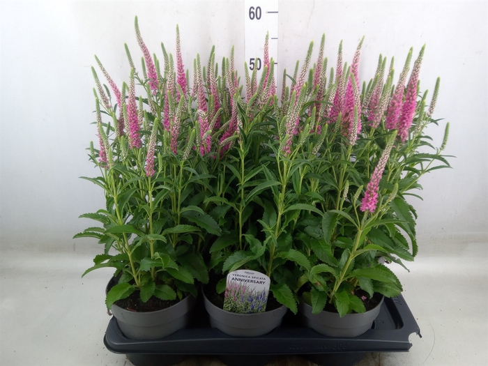 <h4>Veronica spicata 'Anniversary Rose'</h4>