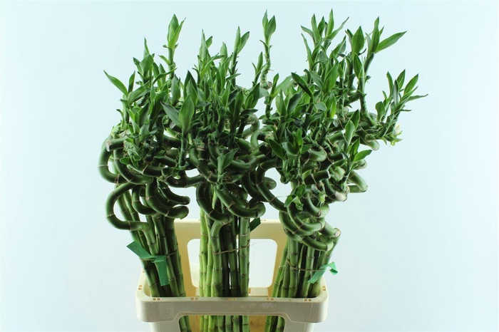 <h4>Drac S Lucky Bamboo 70cm</h4>