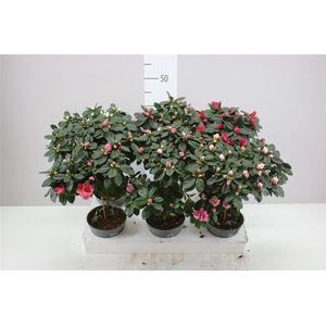 Rhododendron Si Mix Op Stam