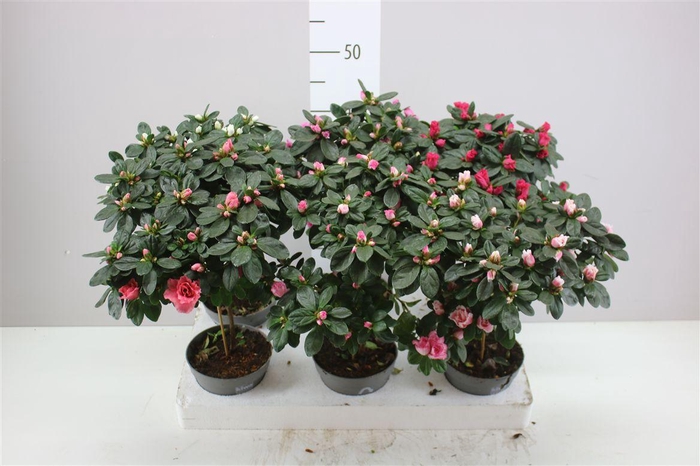 <h4>Rhododendron Si Mix Op Stam</h4>