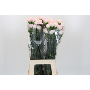Dianthus St Damascus