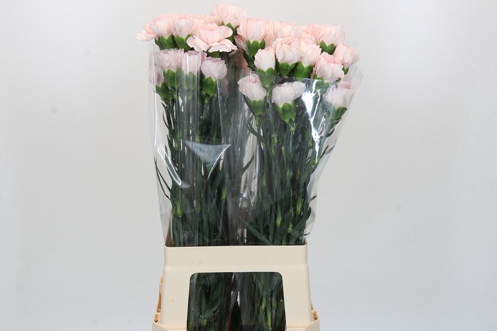 Dianthus St Bridal Damascus