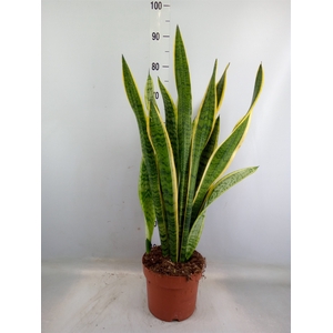 Sansevieria trifa. 'Laurentii'