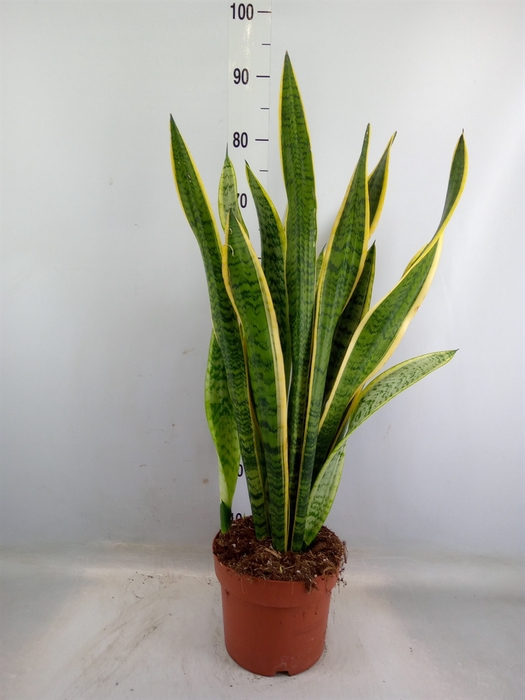 <h4>Sansevieria trifa. 'Laurentii'</h4>