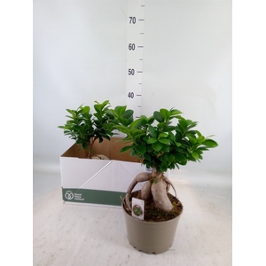 Ficus microcarpa 'Ginseng'