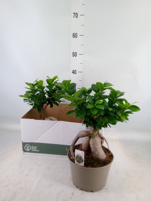<h4>Ficus microcarpa 'Ginseng'</h4>