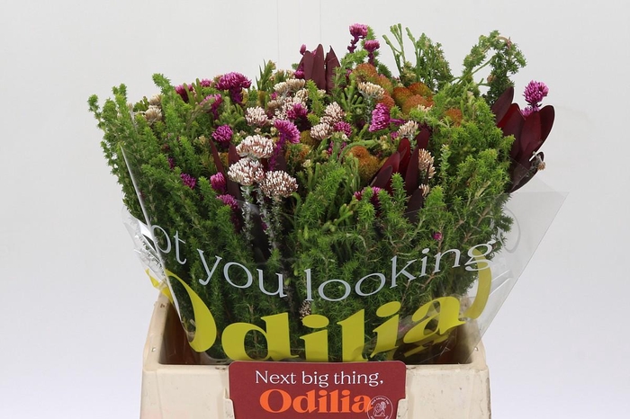 <h4>BQ Wild Flower</h4>