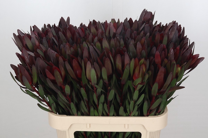 <h4>Leucadendron Saf Sunset Dark R.</h4>