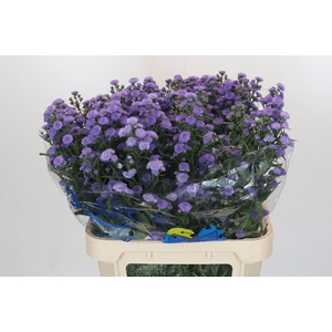 Aster Baby Blue