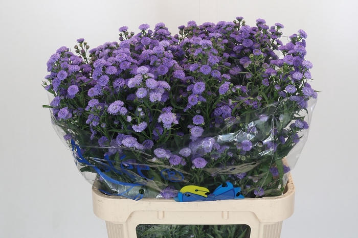 <h4>Aster Baby Blue</h4>