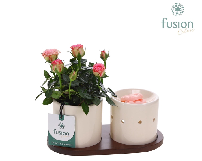<h4>Fusion Scents keramiek Gift set plankje met Potroos</h4>